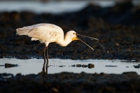 Kolpik bily - Platalea leucorodia - Eurasian Spoonbill o0924